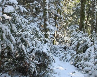 WINTER WONDERLAND:  snowy forest snowy woods, snowy trails in the woods snowshoe trail winter landscapes snowy hikes snowy trees snowy walks