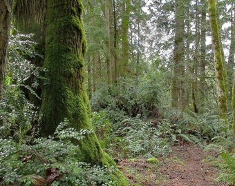 INTO the MOSSY WOODS for a Walk