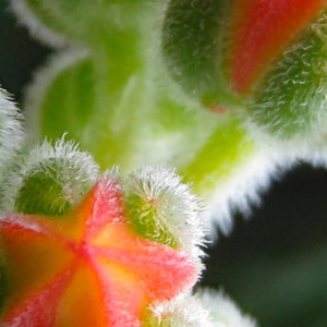 May include: Close-up of three red and orange flower buds with fuzzy green stems.