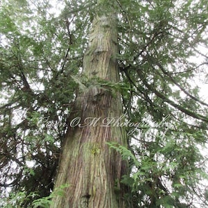 GREEN GIANTS: Majestic Red-Cedar Tree, thuja, tree trunks, tree bark, tall trees, Pacific Northwest trees, tree photos, nature photos, trees