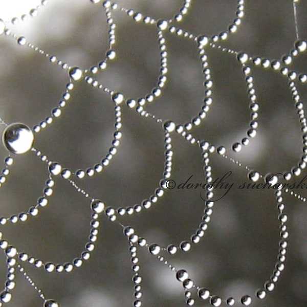 RAIN on WEB designs by nature, spider webs with raindrops, water on webs, webs with dew, natural art, spider web necklace, spider web design