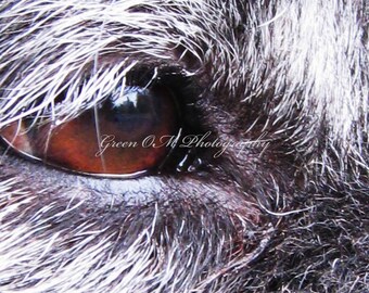 DOG&#39;S EYE CLOSEUP senior dogs photos, aging dogs, loss of pet, veterinary, animal shelter, vision, eyes, canine companion, rescue animals