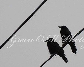 MINIMALIST CROWS on a wire, two crows, corvids, black birds, bird lovers, silhouette of birds, crow photos, bird feet, bird beaks, perches