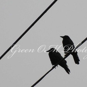 Puede incluir: Dos pájaros negros posados en un cable de alta tensión contra un cielo gris.