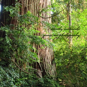 WESTERN RED-CEDAR printable photo  Green Giant  Thuja plicata  tree trunks  forest giants  Pacific Northwest tree   western red-cedar bark
