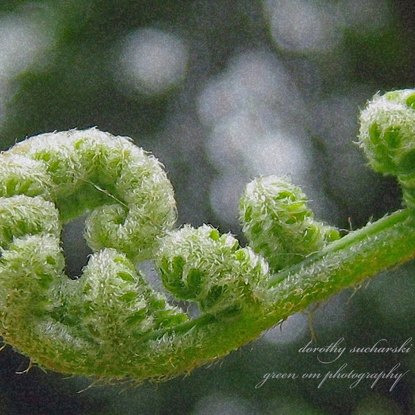 FERN FROND MUSCLE: American Fern Society, fractals, spirals, spring growth, green plants, unfurling frond, soft orbs, Findhorn, beginnings