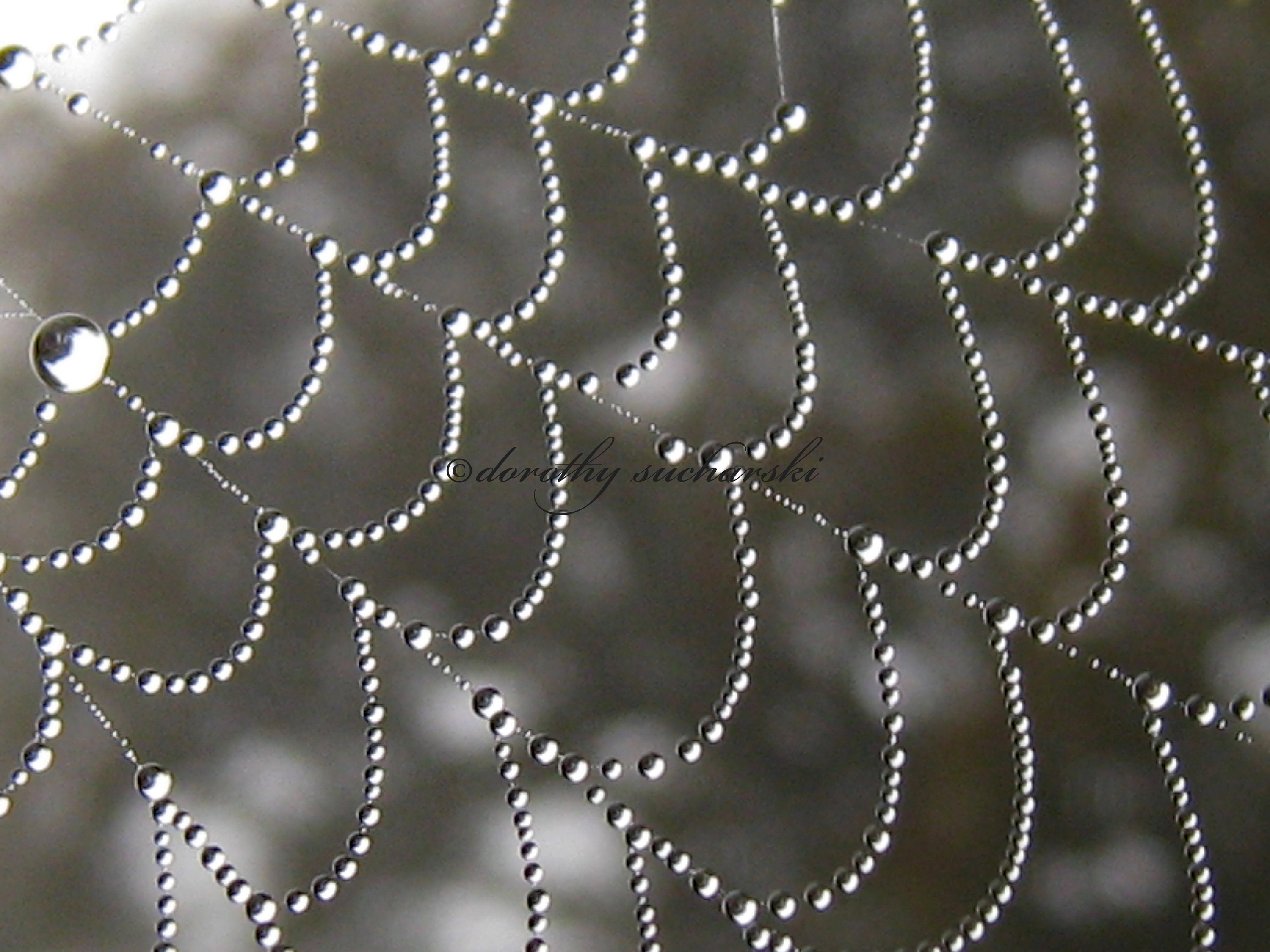 RAIN on WEB designs by nature, spider webs with raindrops, water on webs, webs with dew, natural art, spider web necklace, spider web design