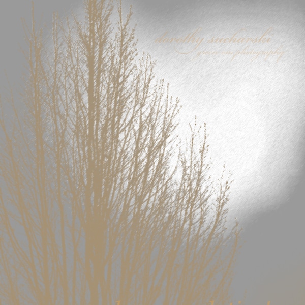 LIGHT SHOW in silver sky and gold tree, light and growth