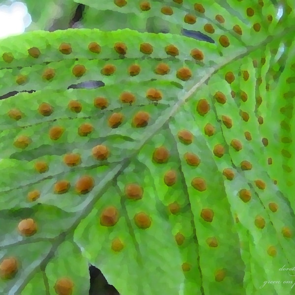 Real FERN SPORES "painted" digital photo available for your prints, wall hangings, reminders of nature all around us 2304x1728 pixels 1.56MB