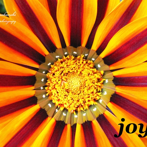 FIND YOUR JOY, warmth, Gazania, African Daisy, Vibrant Flowers, Brilliant Colors, Wall Hanging, Flower Mandala, Natural Art, Flower Photos