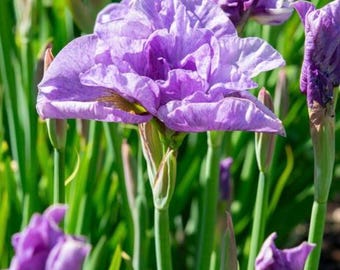Iris de Sibérie 'Pink Parfait' Iris de Sibérie 1 racine