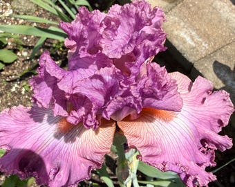 Grand iris barbu 1 rhizome racine nue parfumée/vivace