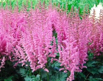 Astilbe chinensis « Vision in Pink » 1 grosse racine nue de 3 à 5 yeux. Produit hollandais