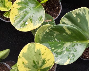 Peperomia panaché enraciné dans un pot de 2,5"