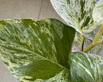 Philodendron Starter Plantez uniquement des racines. Purification de l'air