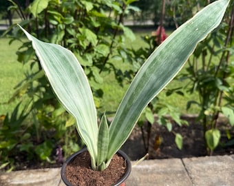 Sansevieria/Plante serpent. Purifie l'air, élimine les toxines. Pot de 10 cm.