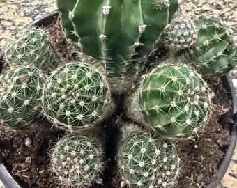Petite plante rose cactus en pot de 2,5 po.