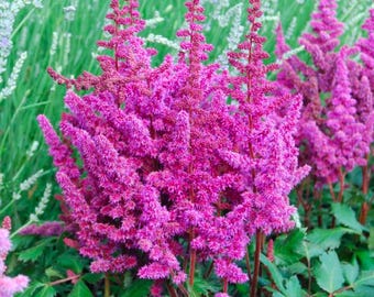 Astilbe chinensis « Vision in Red » 1 grosse racine nue de 3 à 5 yeux.
