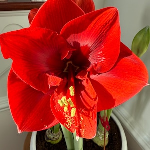 Amaryllis “ Merry Christmas “  Size 24-26 Cm Bulb