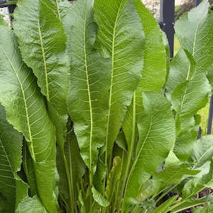 May include: A close-up shot of a cluster of vibrant green horseradish leaves. The leaves are large, with prominent veins and a glossy texture, suggesting freshness. The plant is growing densely, with multiple leaves overlapping. The background includes a black metal fence and a glimpse of the sky.
