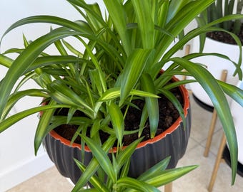 Plante araignée, plante d'intérieur purificatrice d'air, pot de 3 po.