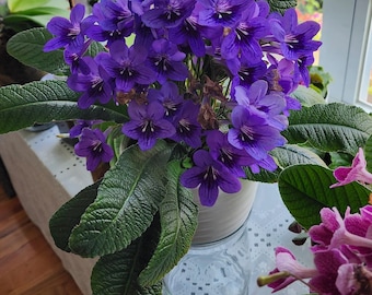Streptocarpus Ladyslippers “Blue” Leaf Section