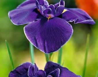 Iris ensata « Variegata » Iris du Japon 1 racine