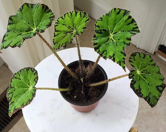 Plante de démarrage bégonia REX, pot de 4 po.
