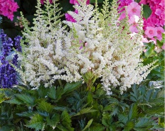Astilbe chinensis « Vision in White » 1 racine nue de 2 à 3 yeux.