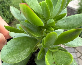 Crassula, plante succulente, pot de 2,5 po.