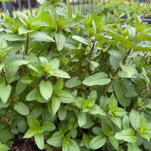 Organic Chocolate Mint 4”pot