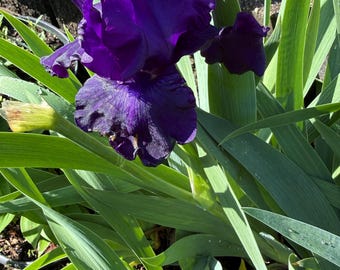 Grand iris barbu violet 1 rhizome racine nue