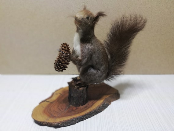 stuffed squirrel taxidermy
