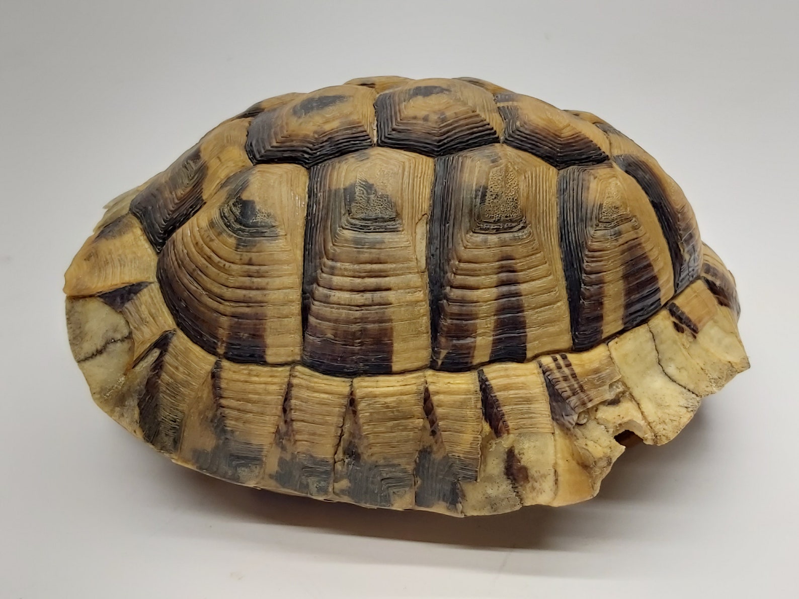 Vero guscio di tartaruga Tassidermia della tartaruga | Etsy