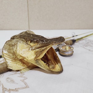 May include: A dried fish head mounted on a wooden base, with a fishing rod and reel in the background. The fish head is open-mouthed and has a light brown colour.
