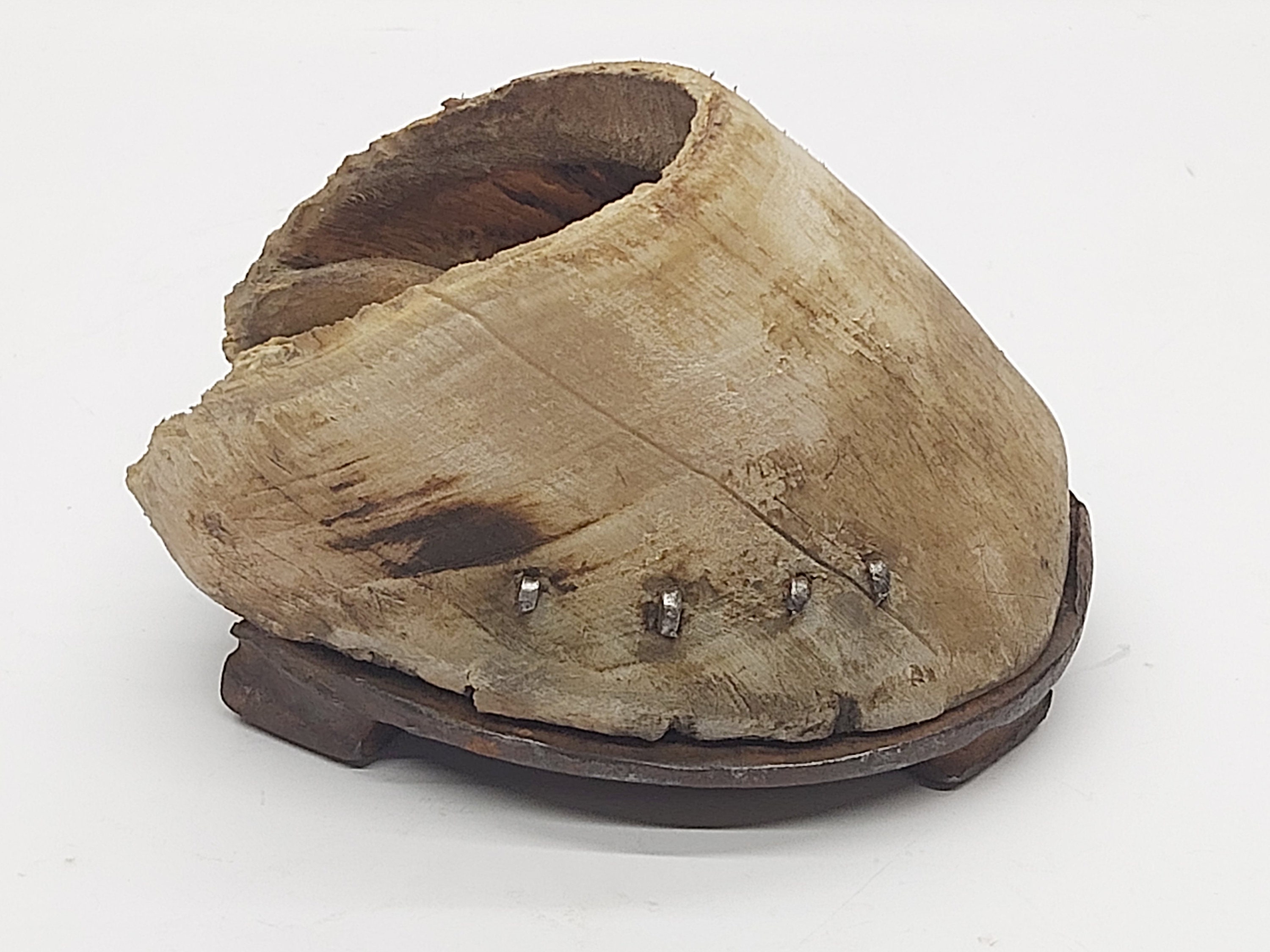 Rare Taxidermy Horse Hoof Real Horse Foot With Metal Rusty Etsy
