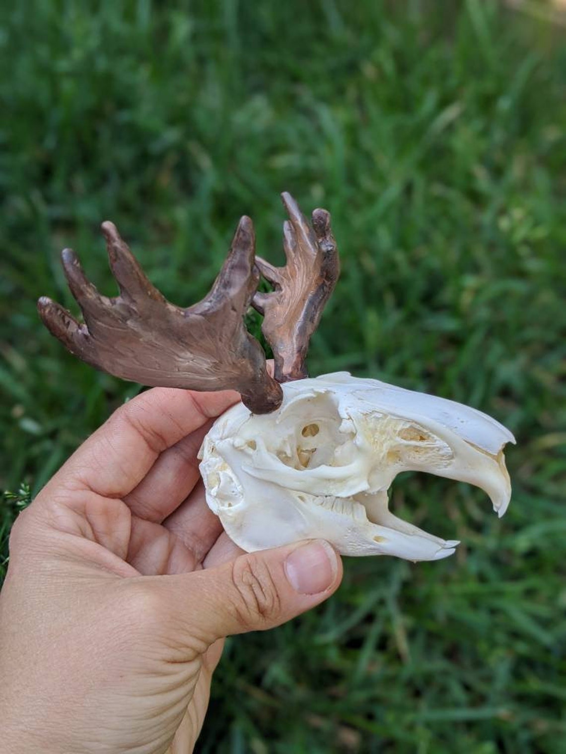 Moose Jackalope Skull. Real skull. Taxidermy Etsy