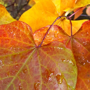 Fall leaves