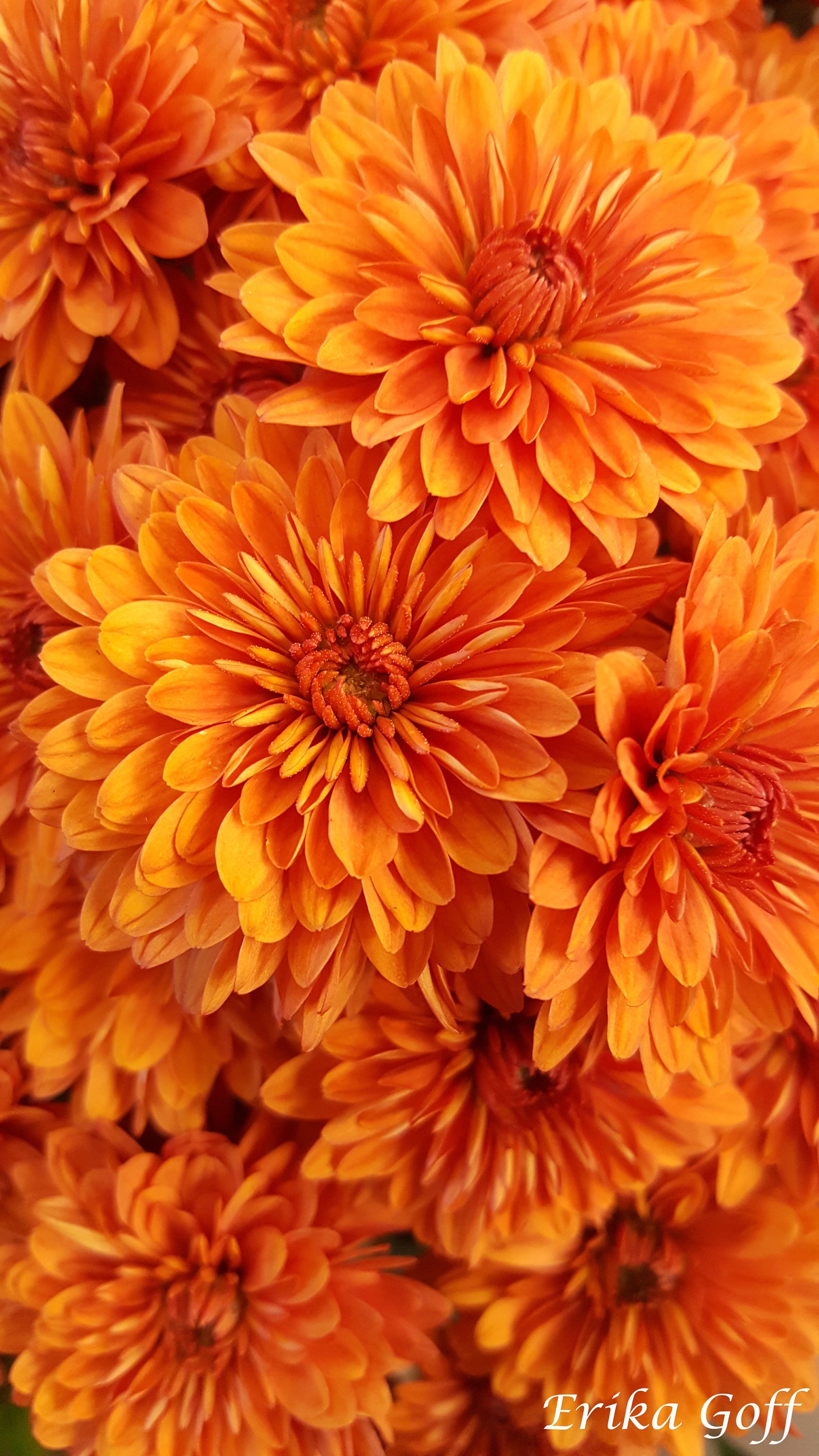 Orange Chrysanthemums Etsy