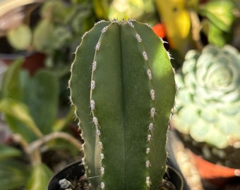 Mexican Fence Post Cactus