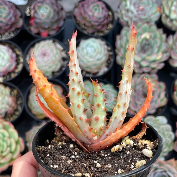 3.5" Aloe Marlothii