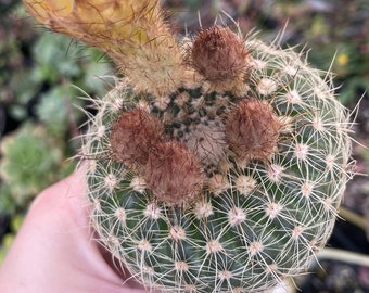 2.5” Notocactus Elegans