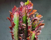 Euphorbia Trigona Rubra - Large Royal Red Euphorbia