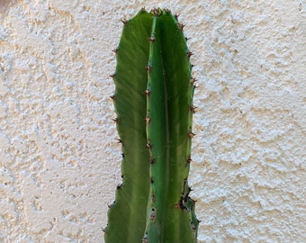 Euphorbia Ingens - Rooted Candelabra Tree