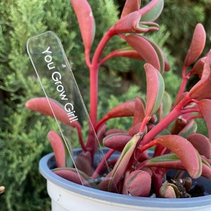 May include: A white plastic pot with a gray rim contains a succulent plant with red and green leaves. A clear plastic plant marker with the text "You Grow Girl!" is inserted into the soil.