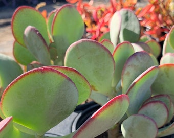 4" Crassula Arborescens Silver Dollar Jade