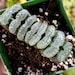 see more listings in the SUCCULENTS section