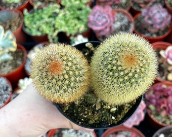 3.5" Bristle Brush Cactus