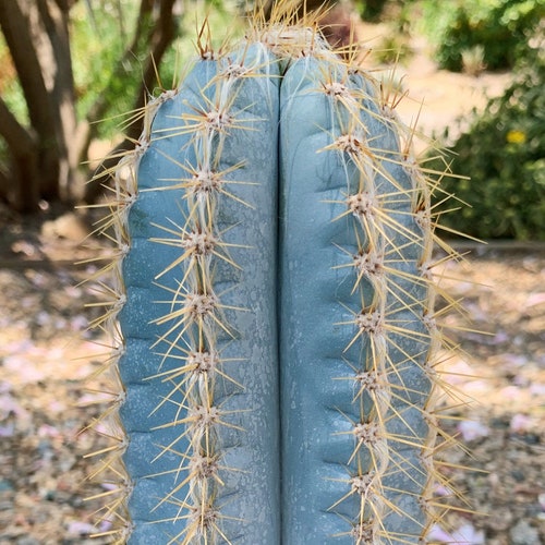 Large Blue Candle Torch Cactus Pilosocereus Azureus Etsy