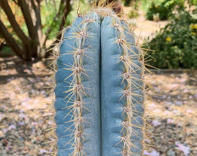 Large Blue Candle Torch Cactus Pilosocereus Azureus - Etsy